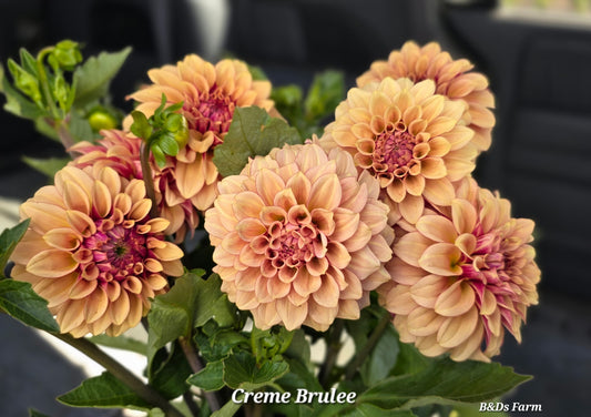 Ka Creme Brulee Tuber