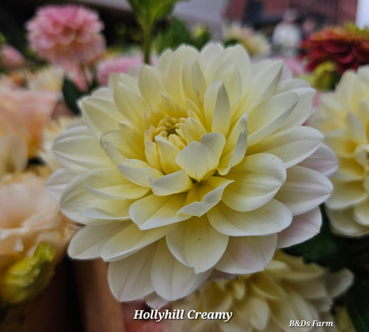 Hollyhill Creamy Tubers