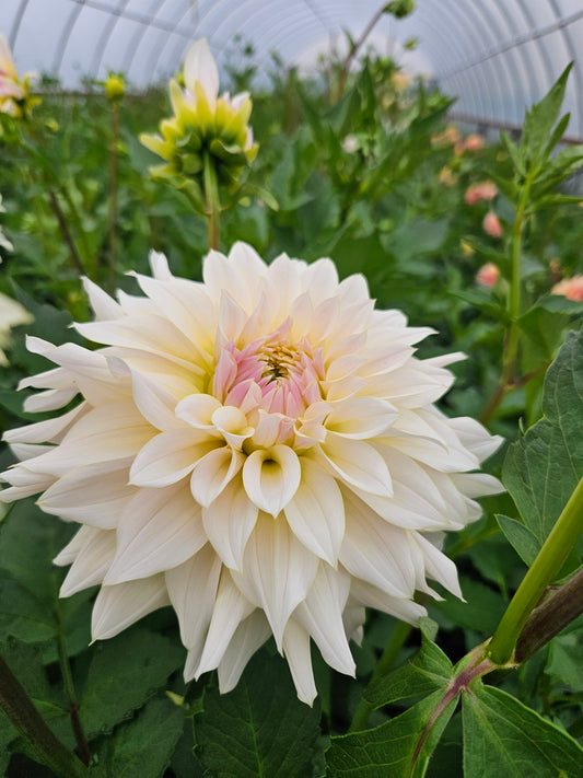 Lee's Halo Tubers